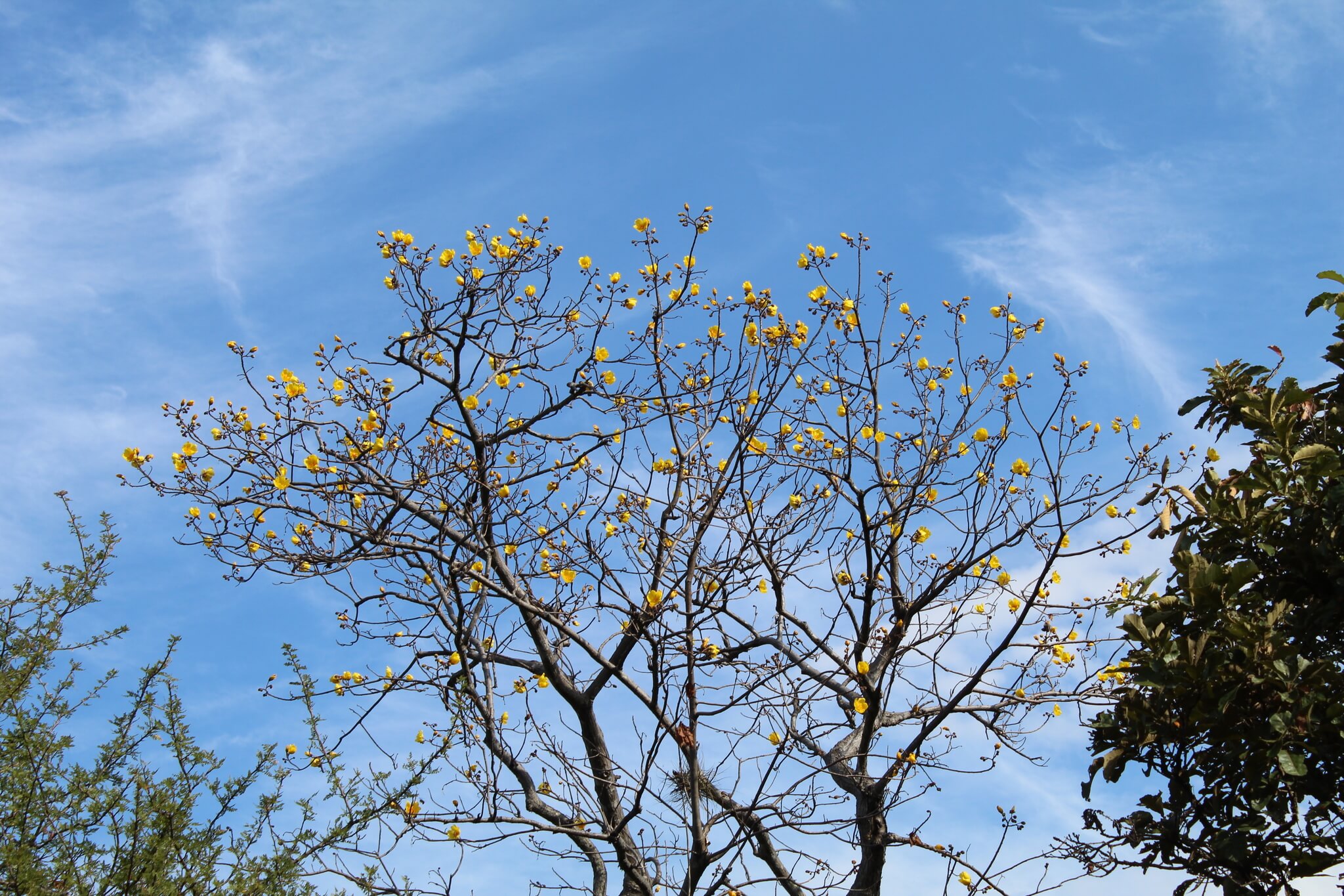 Cochlospermum vitifolium